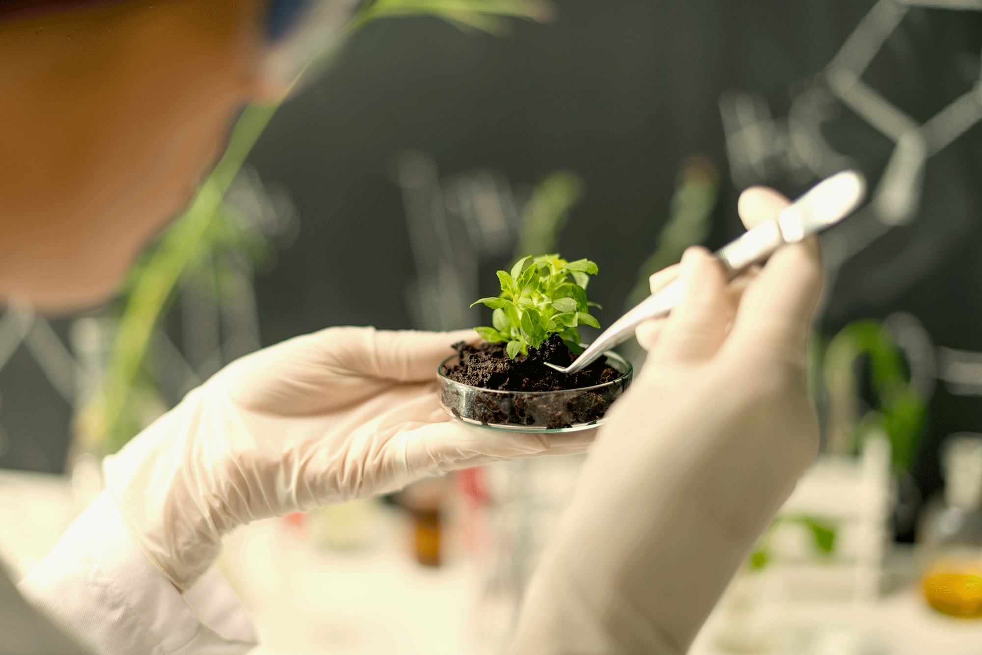 Careers in biology: gloved hands hold a delicate instrument to work on a small seedling in a shallow dish with dirt.