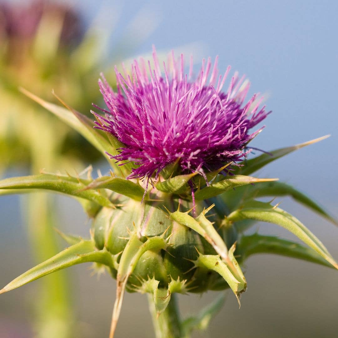This edible plant could support your liver health - plus what a doctor says