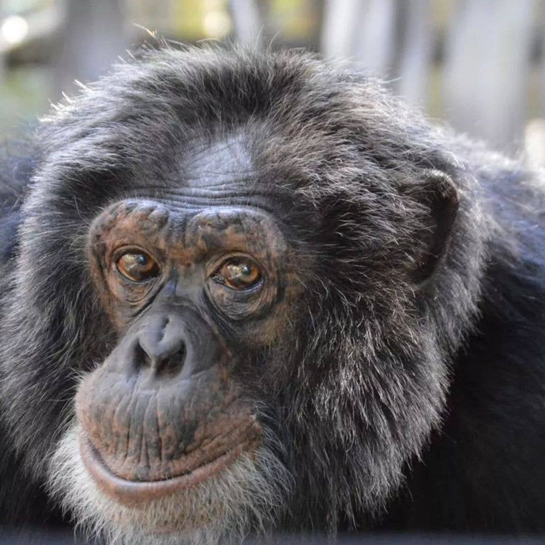 'He is 100% chimpanzee now': Michael Jackson's chimp Bubbles' new life away from Neverland revealed
